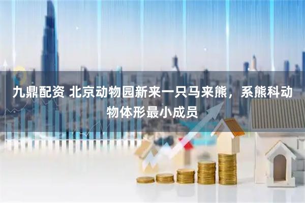 九鼎配资 北京动物园新来一只马来熊，系熊科动物体形最小成员